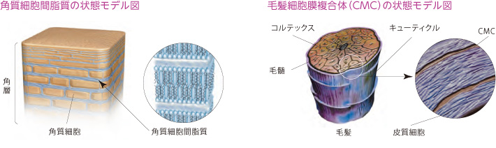 角質細胞間脂質の状態モデル図・毛髪細胞膜複合体(CMC)の状態モデル図